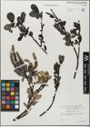 Foto von Salix glabra Scop.